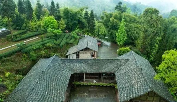 有关于四川雅安:蒙顶山茶核心区原真性保护促产业发展的资讯