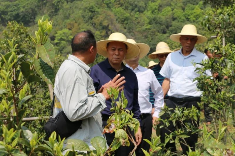 关于张太原到镇沅调研古茶树资源保护情况的相关信息(3)