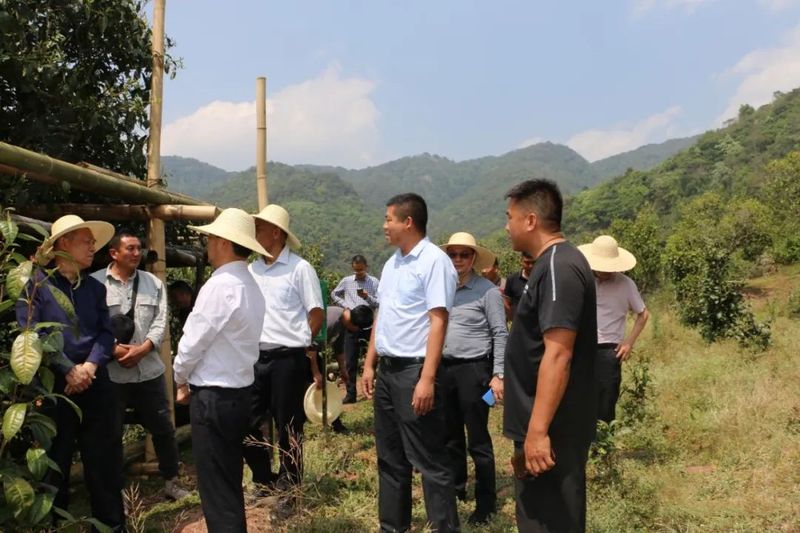关于张太原到镇沅调研古茶树资源保护情况的相关信息