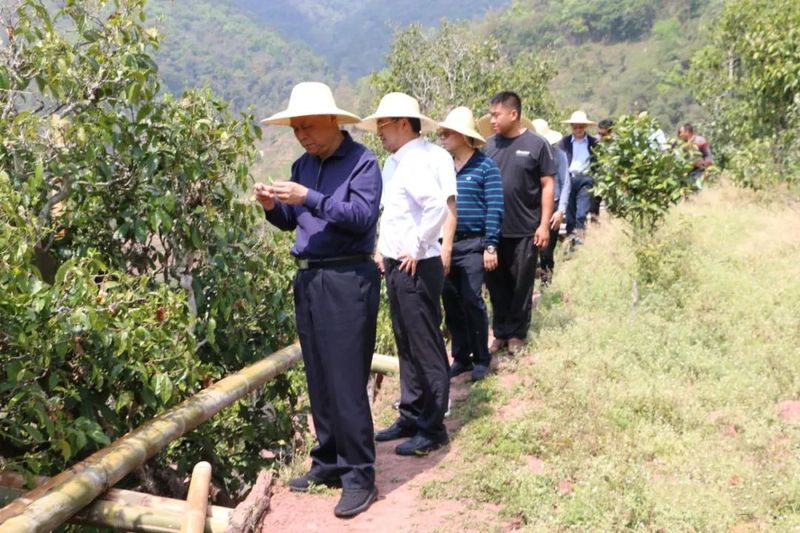 关于张太原到镇沅调研古茶树资源保护情况的相关信息(2)