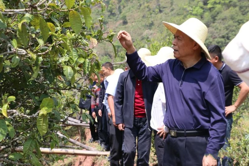 关于张太原到镇沅调研古茶树资源保护情况的相关信息(4)