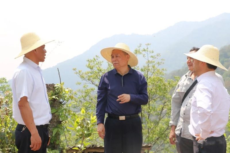 关于张太原到镇沅调研古茶树资源保护情况的相关信息(1)
