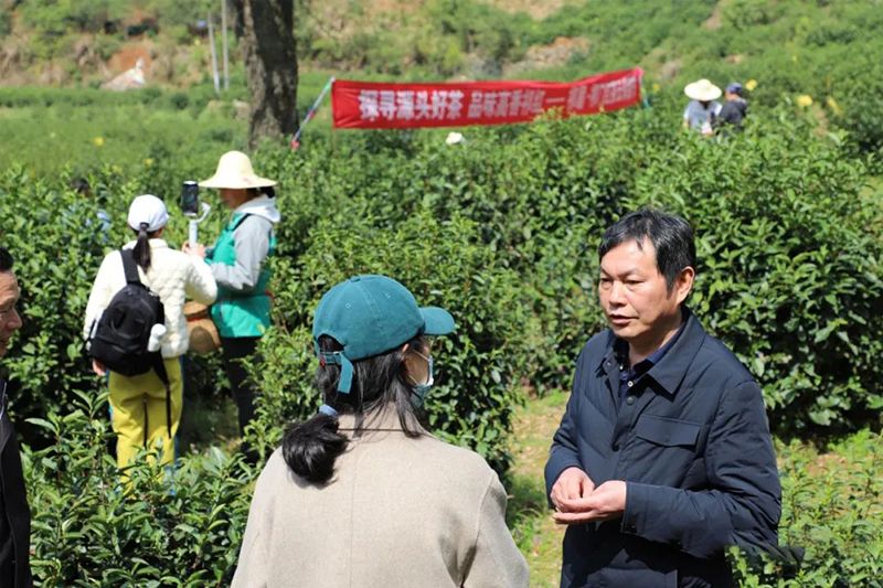 关于探寻源头好茶品味高香祁红:祁眉·祁门红茶云采摘节圆满举行的新闻(1)