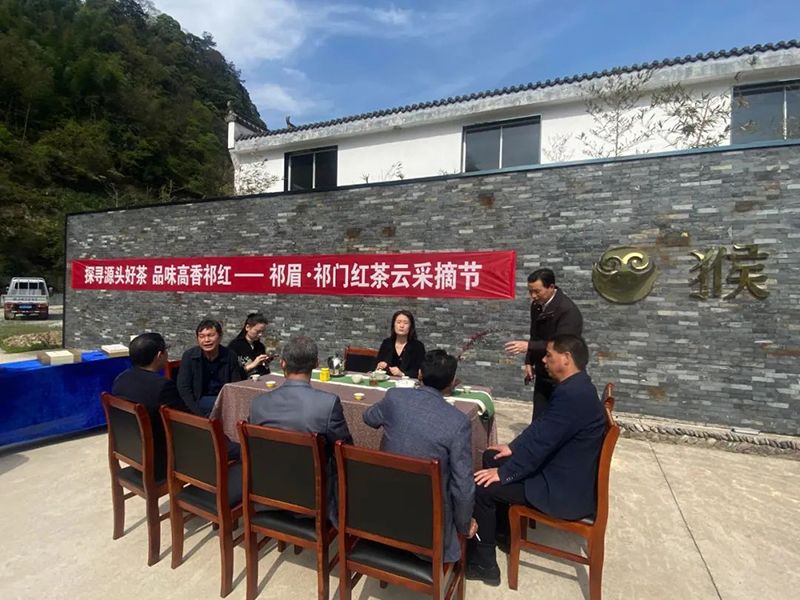 关于探寻源头好茶品味高香祁红:祁眉·祁门红茶云采摘节圆满举行的新闻(7)