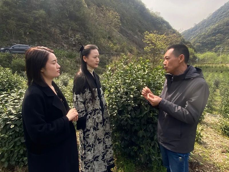 关于探寻源头好茶品味高香祁红:祁眉·祁门红茶云采摘节圆满举行的新闻(2)