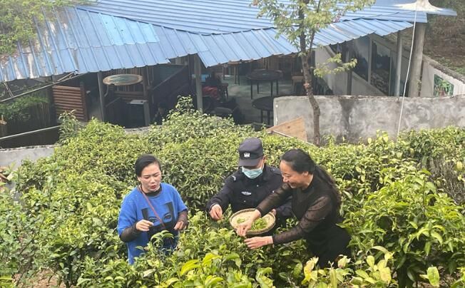 关于福贡县老姆登村:采茶季的别样“警”色的资讯(2)