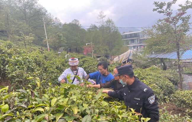 关于福贡县老姆登村:采茶季的别样“警”色的资讯(3)