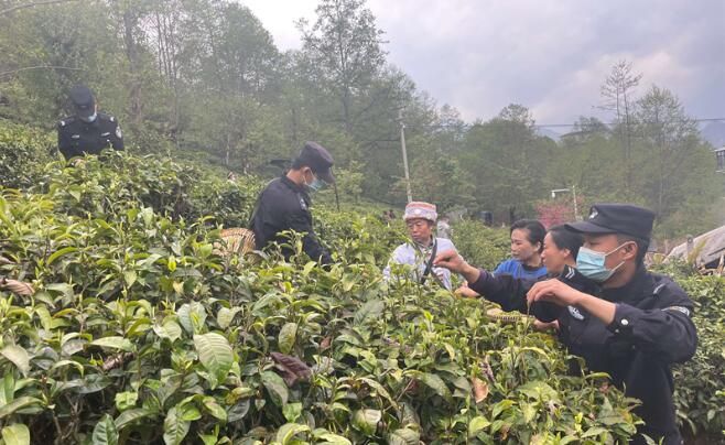 关于福贡县老姆登村:采茶季的别样“警”色的资讯