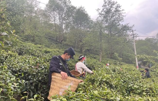 关于福贡县老姆登村:采茶季的别样“警”色的资讯(1)