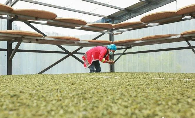关于临沧春茶季:沧源春茶开采正当时的相关信息(2)