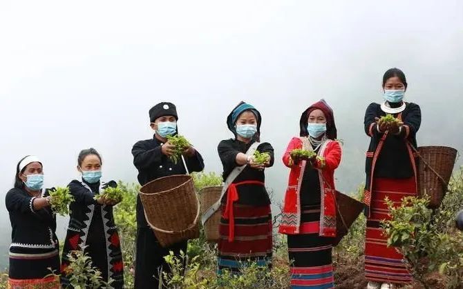 关于临沧春茶季:沧源春茶开采正当时的相关信息(5)