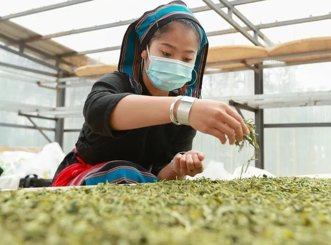 关于临沧春茶季:沧源春茶开采正当时的相关信息(3)