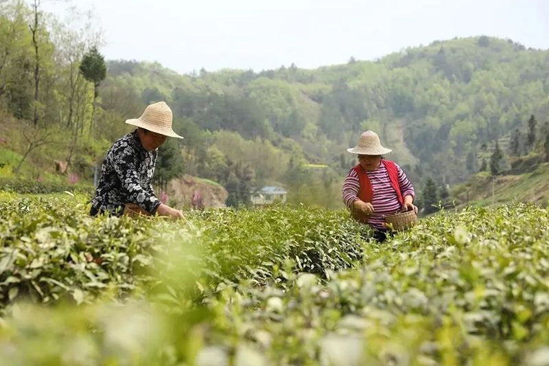 关于陕西汉滨：春茶满园香茶农茶企生产忙的资讯(3)