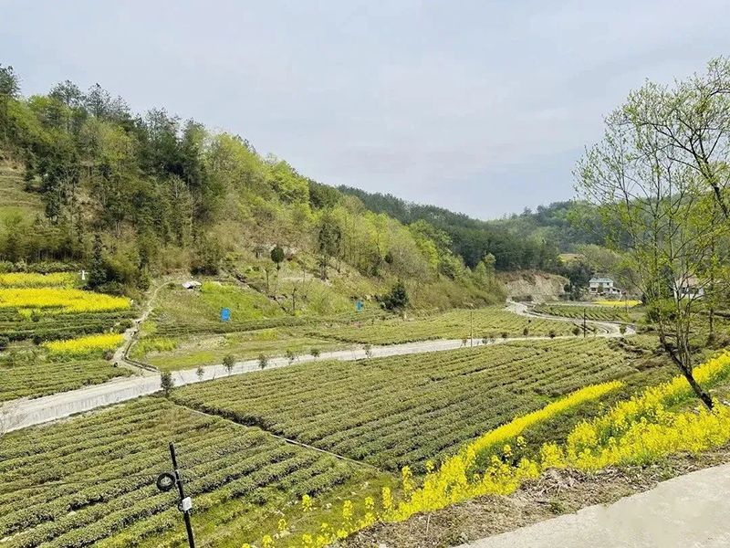 关于陕西汉滨：春茶满园香茶农茶企生产忙的资讯(4)