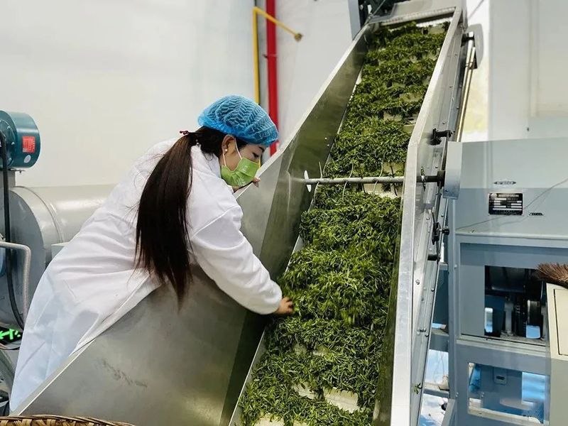 关于陕西汉滨：春茶满园香茶农茶企生产忙的资讯(2)