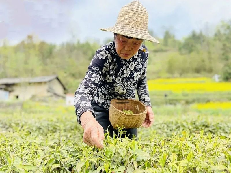 关于陕西汉滨：春茶满园香茶农茶企生产忙的资讯(1)