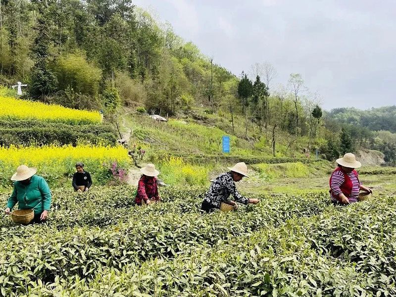 关于陕西汉滨:春茶满园香茶农茶企生产忙的资讯