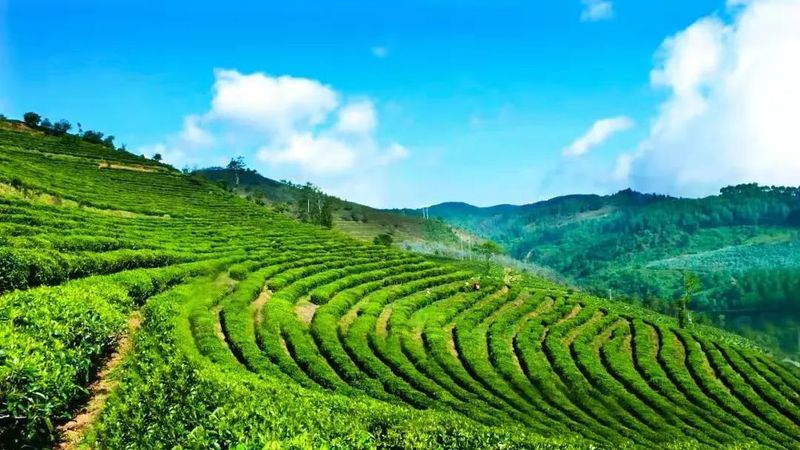 有关于茶叶黄金产区: 临沧茶 尊天下的资讯