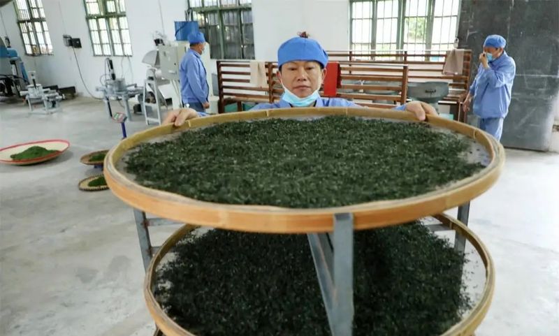 关于罗甸:抢采“明前茶” 助农保增收的信息(6)