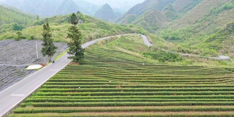 关于罗甸:抢采“明前茶” 助农保增收的信息