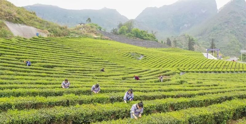 关于罗甸:抢采“明前茶” 助农保增收的信息(1)