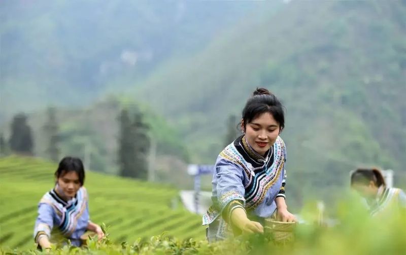 关于罗甸:抢采“明前茶” 助农保增收的信息(2)