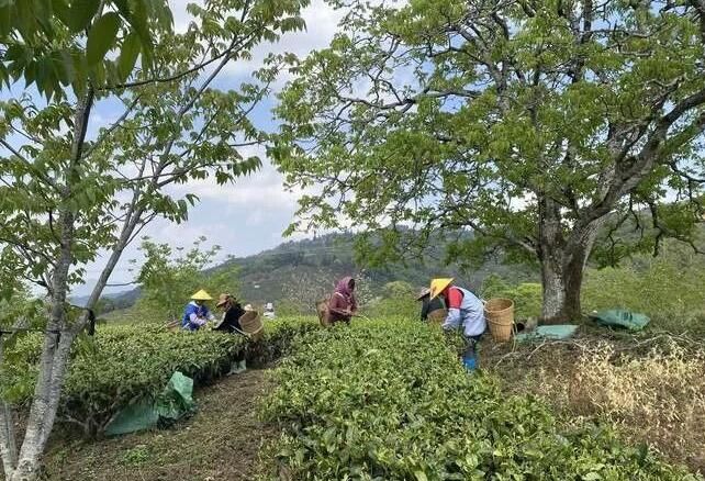 有关于沧源:岩帅镇春茶采摘正当时的相关内容(1)