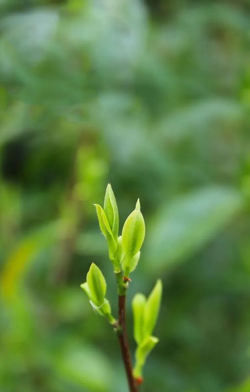 有关于传统名茶如何接轨新时代?——以祁门红茶为例的最新消息(1)