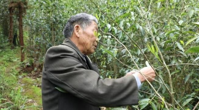 有关于江华:千亩野生古树茶开采 茶叶商上门指导采收的资讯(8)