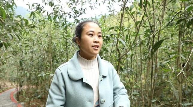 有关于江华:千亩野生古树茶开采 茶叶商上门指导采收的资讯(6)
