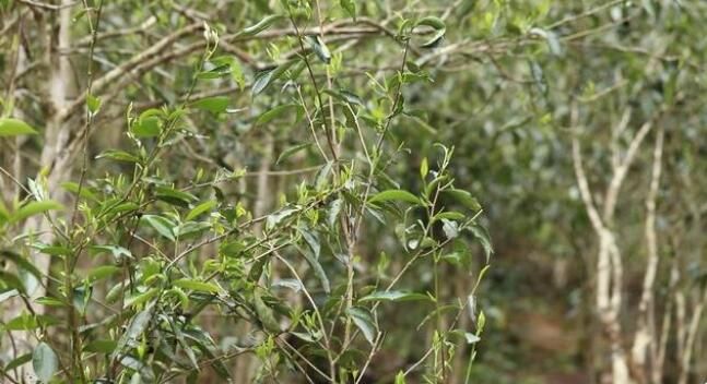 有关于江华:千亩野生古树茶开采 茶叶商上门指导采收的资讯(2)