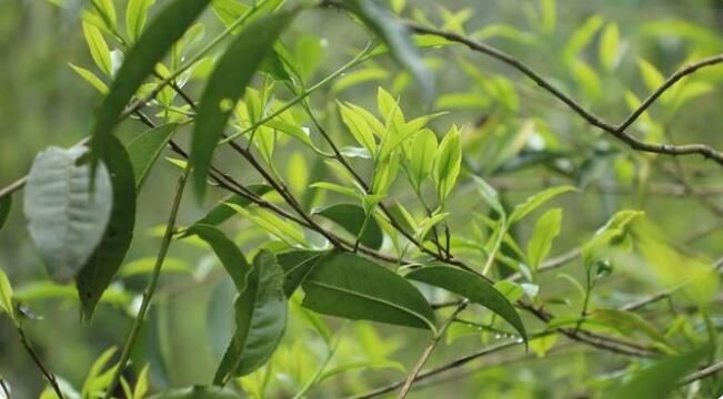 有关于江华:千亩野生古树茶开采 茶叶商上门指导采收的资讯(7)