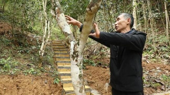 有关于江华:千亩野生古树茶开采 茶叶商上门指导采收的资讯(3)