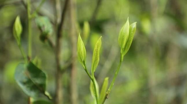 有关于江华:千亩野生古树茶开采 茶叶商上门指导采收的资讯(4)