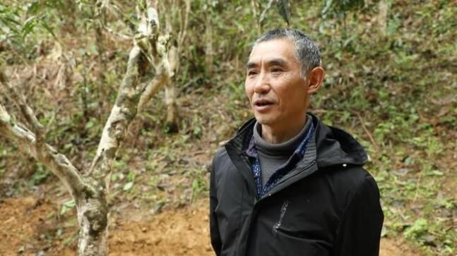 有关于江华:千亩野生古树茶开采 茶叶商上门指导采收的资讯(9)