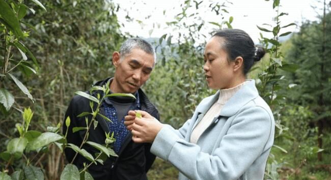 有关于江华:千亩野生古树茶开采 茶叶商上门指导采收的资讯(5)