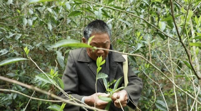 有关于江华:千亩野生古树茶开采 茶叶商上门指导采收的资讯(1)