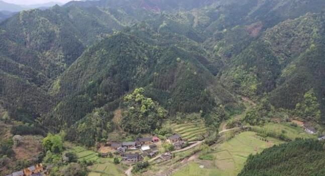 有关于江华:千亩野生古树茶开采 茶叶商上门指导采收的资讯