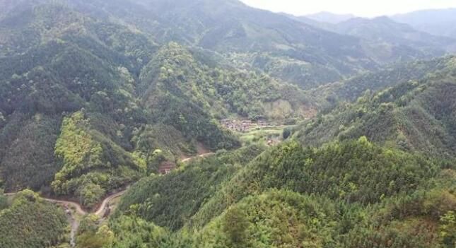 有关于江华:千亩野生古树茶开采 茶叶商上门指导采收的资讯(10)