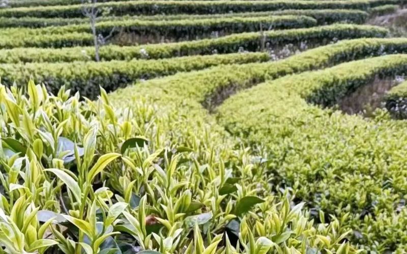 关于墨江：24.6万亩茶园吐新芽 实现农业产值2.369亿元的资讯
