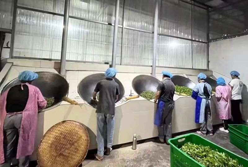 关于墨江：24.6万亩茶园吐新芽 实现农业产值2.369亿元的资讯(3)