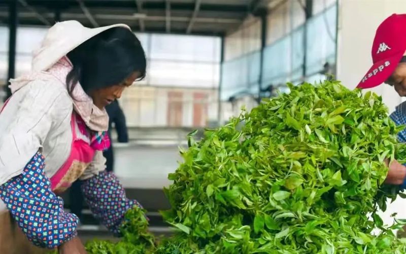 关于墨江：24.6万亩茶园吐新芽 实现农业产值2.369亿元的资讯(1)