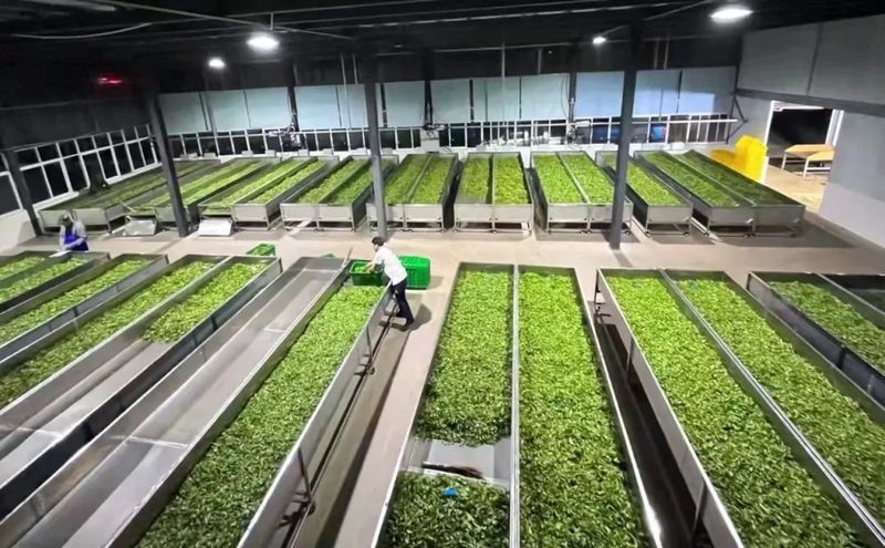关于墨江：24.6万亩茶园吐新芽 实现农业产值2.369亿元的资讯(2)