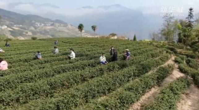 有关于云南省大关县茶农抢抓时节采摘春茶的新闻(1)