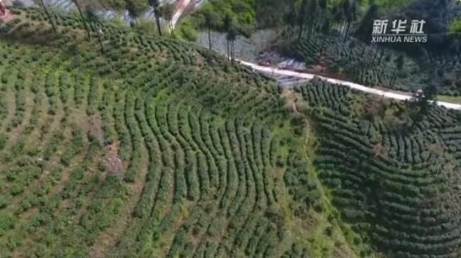 有关于云南省大关县茶农抢抓时节采摘春茶的新闻(3)