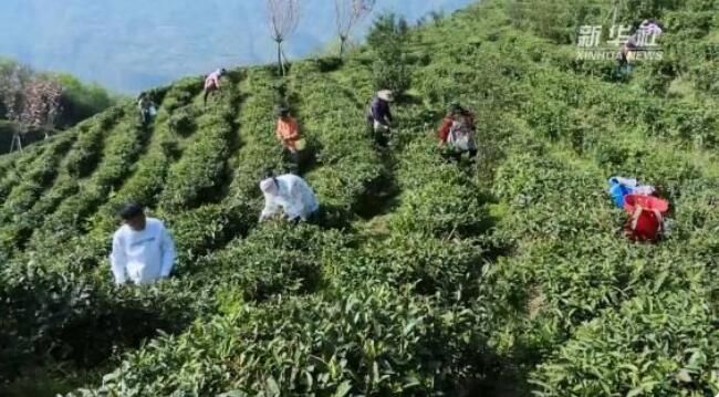 有关于云南省大关县茶农抢抓时节采摘春茶的新闻(2)