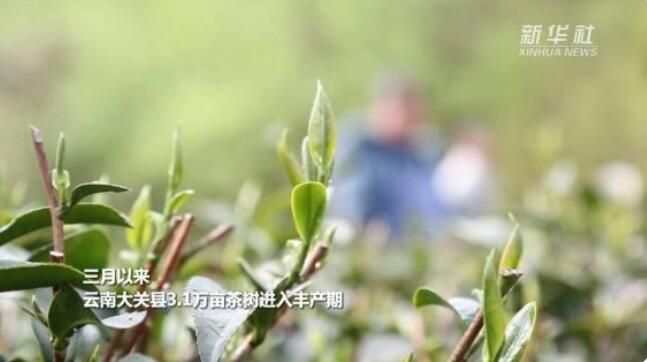 有关于云南省大关县茶农抢抓时节采摘春茶的新闻