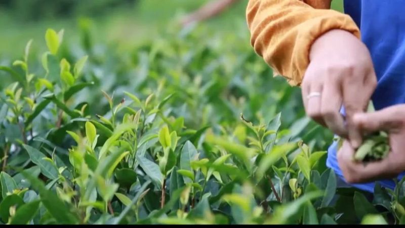 有关于广西茶界：六堡茶专题片 一只竹箩：凝聚六堡醇厚装载茶农幸福的最新消息(9)