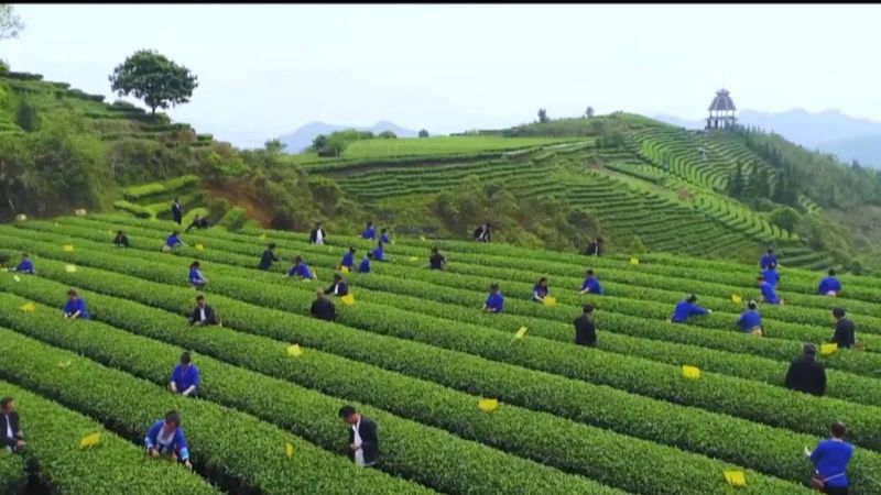 有关于广西茶界：六堡茶专题片 一只竹箩：凝聚六堡醇厚装载茶农幸福的最新消息(11)