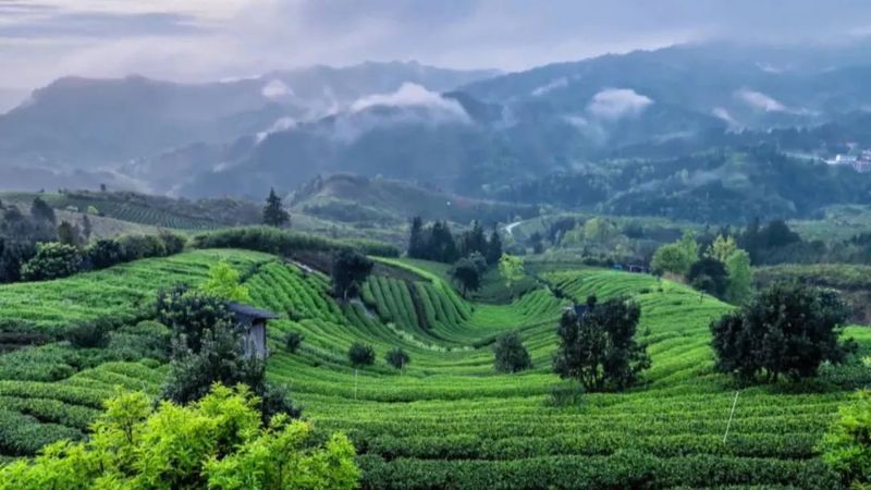 有关于广西茶界：六堡茶专题片 一只竹箩：凝聚六堡醇厚装载茶农幸福的最新消息(10)